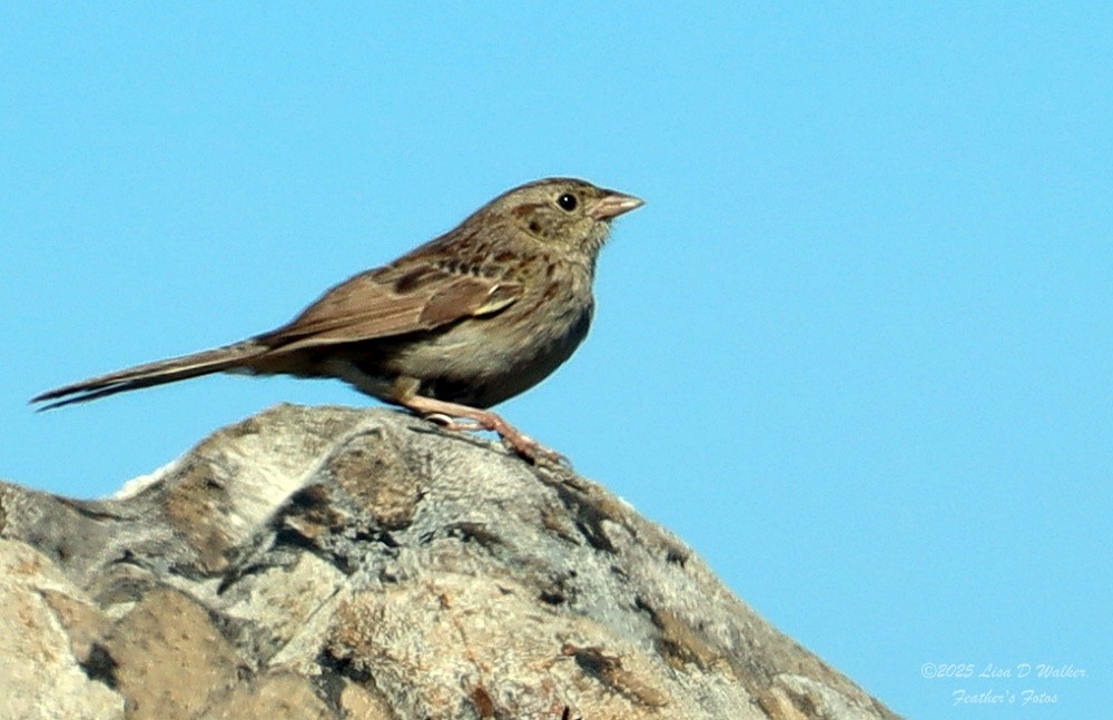 Cassin's Sparrow - ML642933097