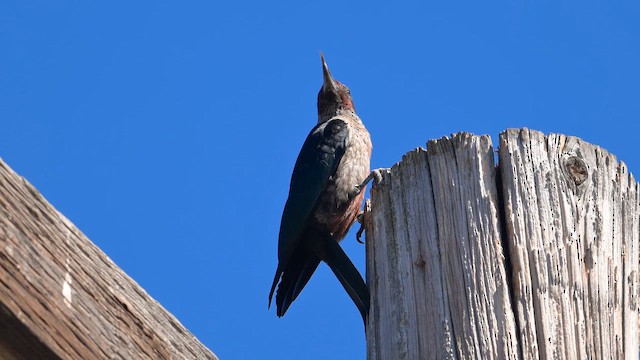 Lewis's Woodpecker - ML642933111