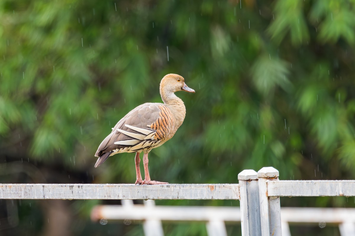 Plumed Whistling-Duck - ML642933114