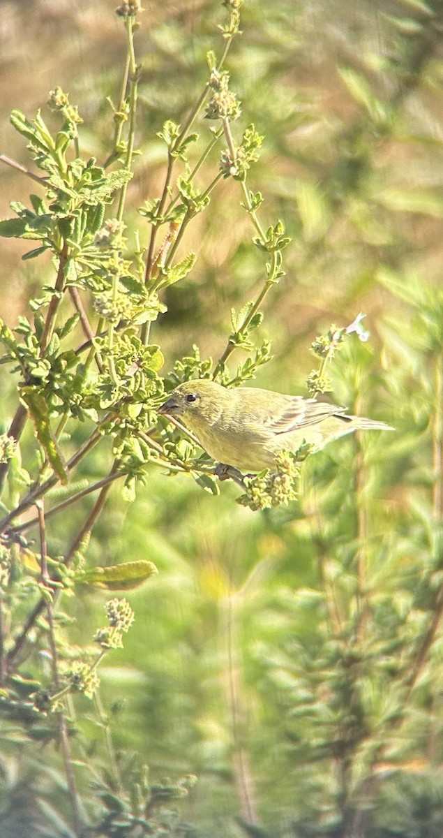 Мексиканский чиж - ML642933130