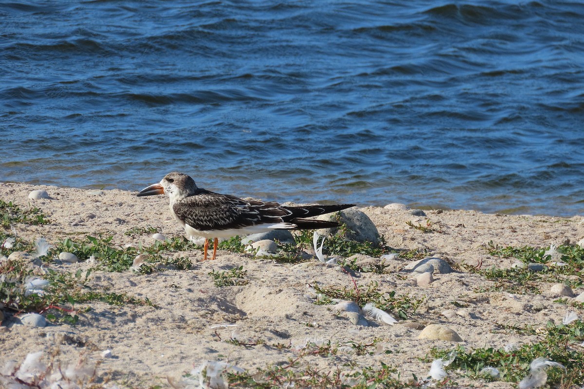 Black Skimmer - ML642933134