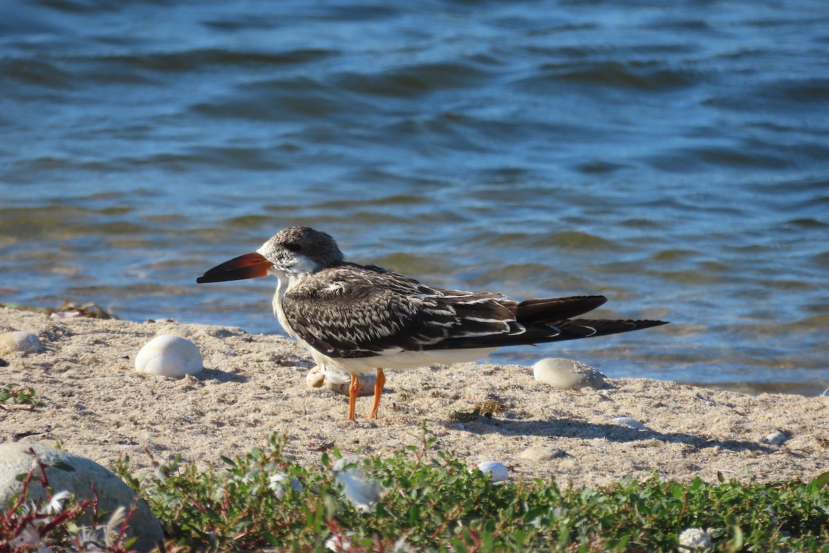 Black Skimmer - ML642933135