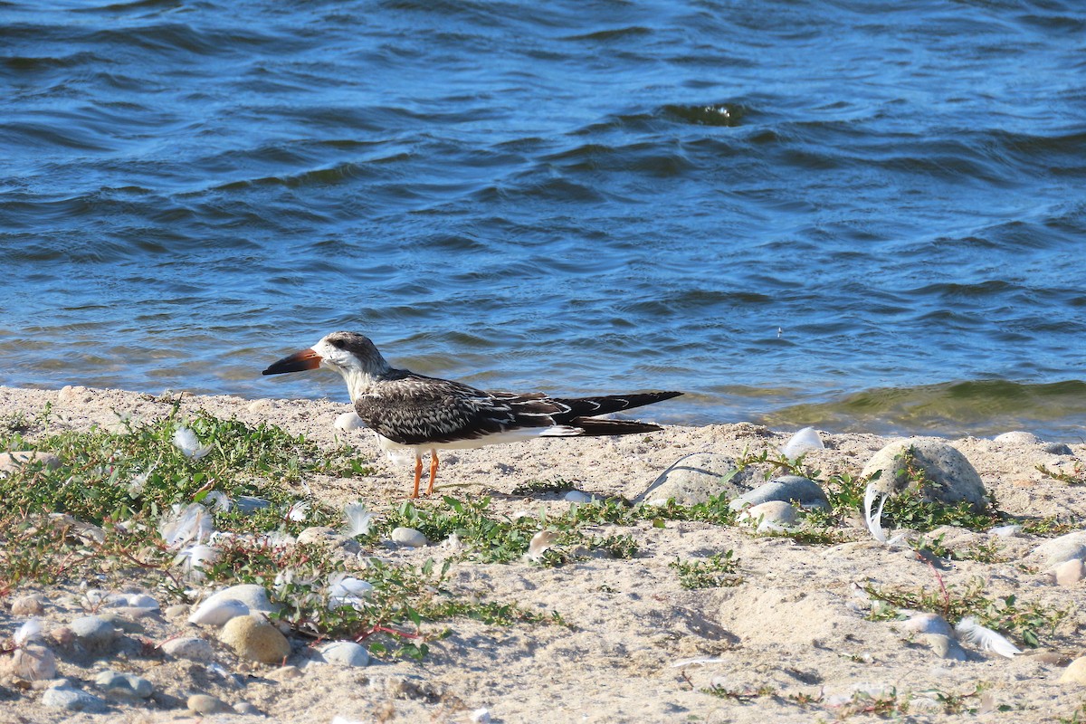 Black Skimmer - ML642933136