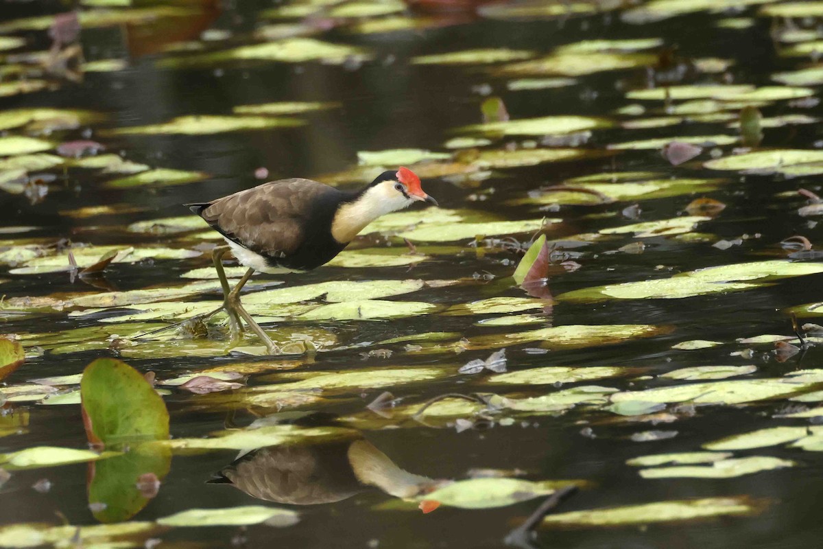 Comb-crested Jacana - ML642933150