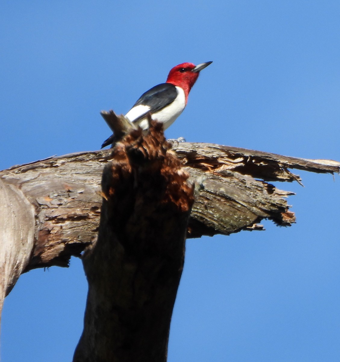 Red-headed Woodpecker - ML642933162