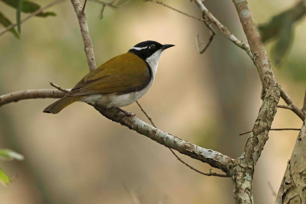 White-throated Honeyeater - ML642933164