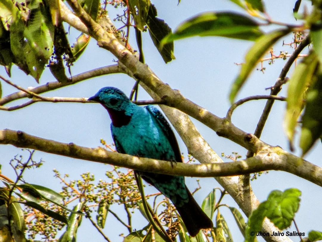 Spangled Cotinga - ML642933168