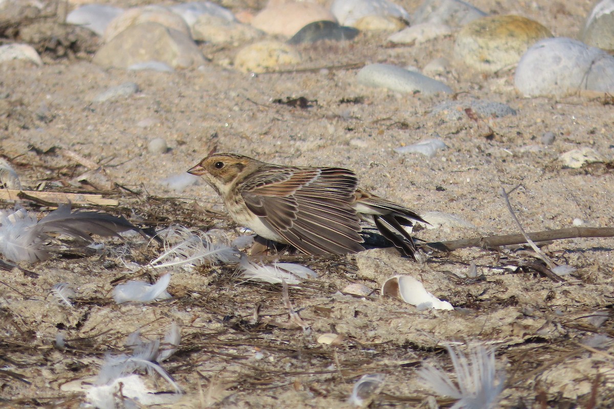 Lapland Longspur - ML642933172
