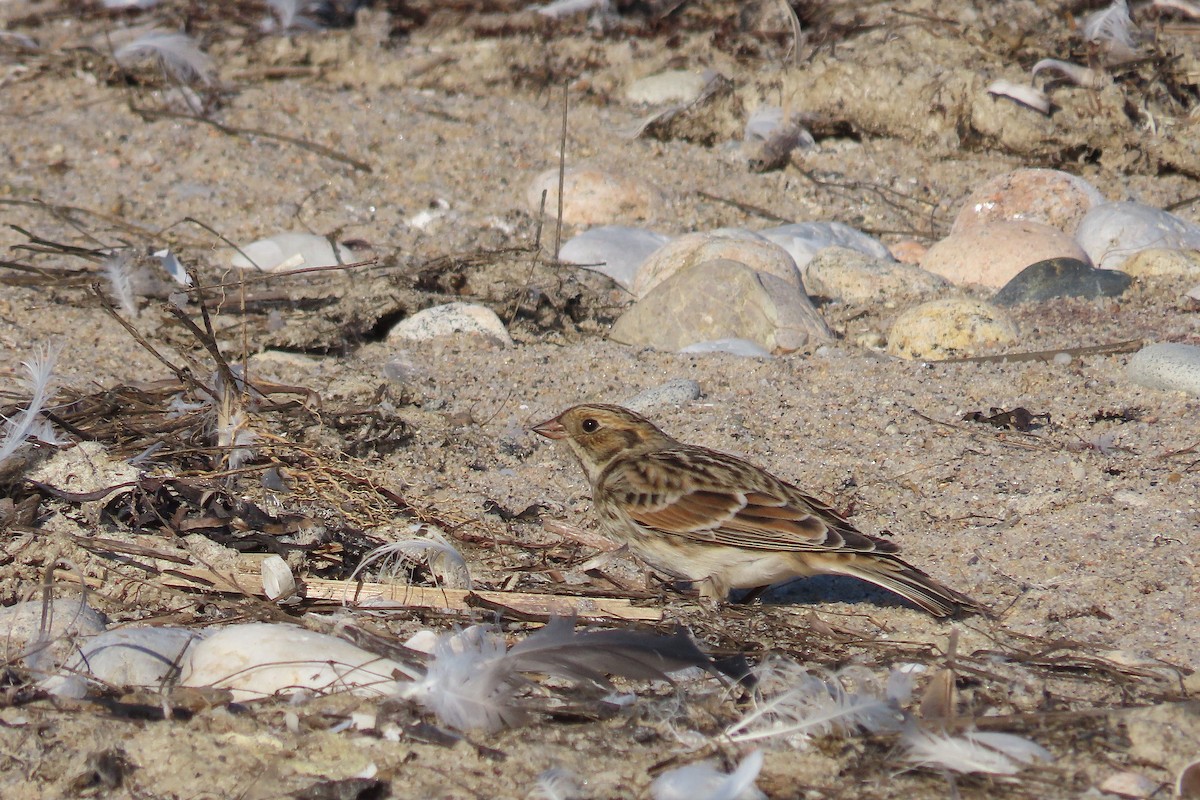Lapland Longspur - ML642933173