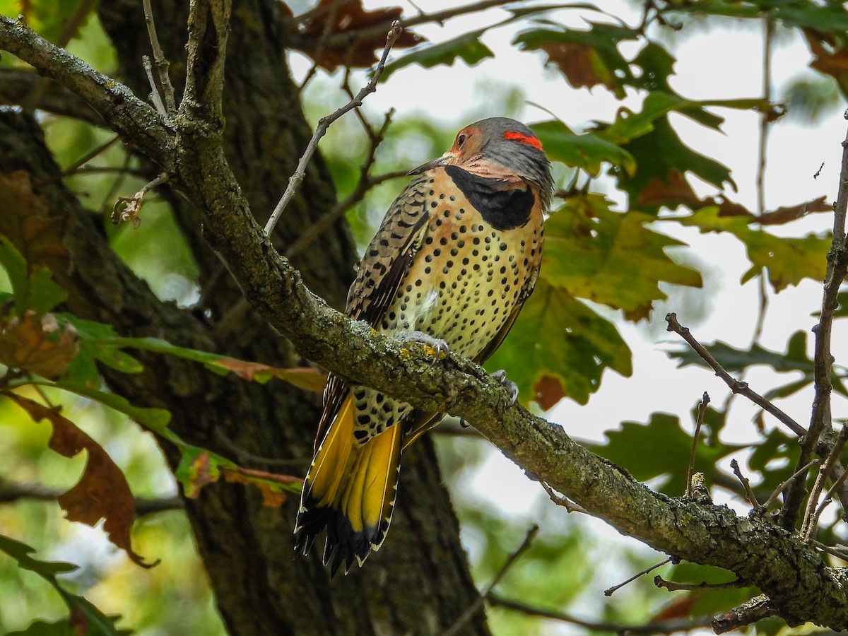 Northern Flicker - ML642933177
