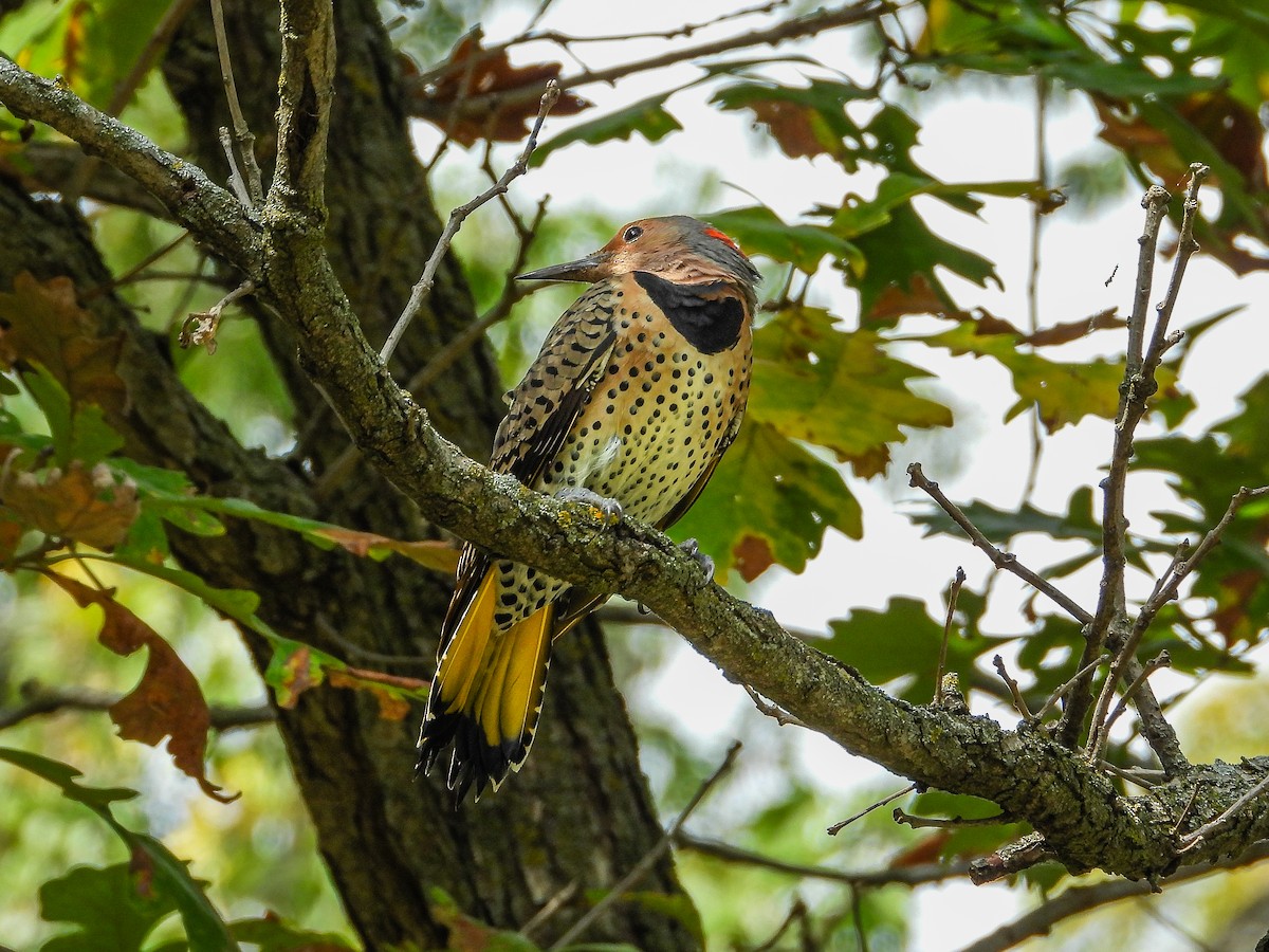 Northern Flicker - ML642933178