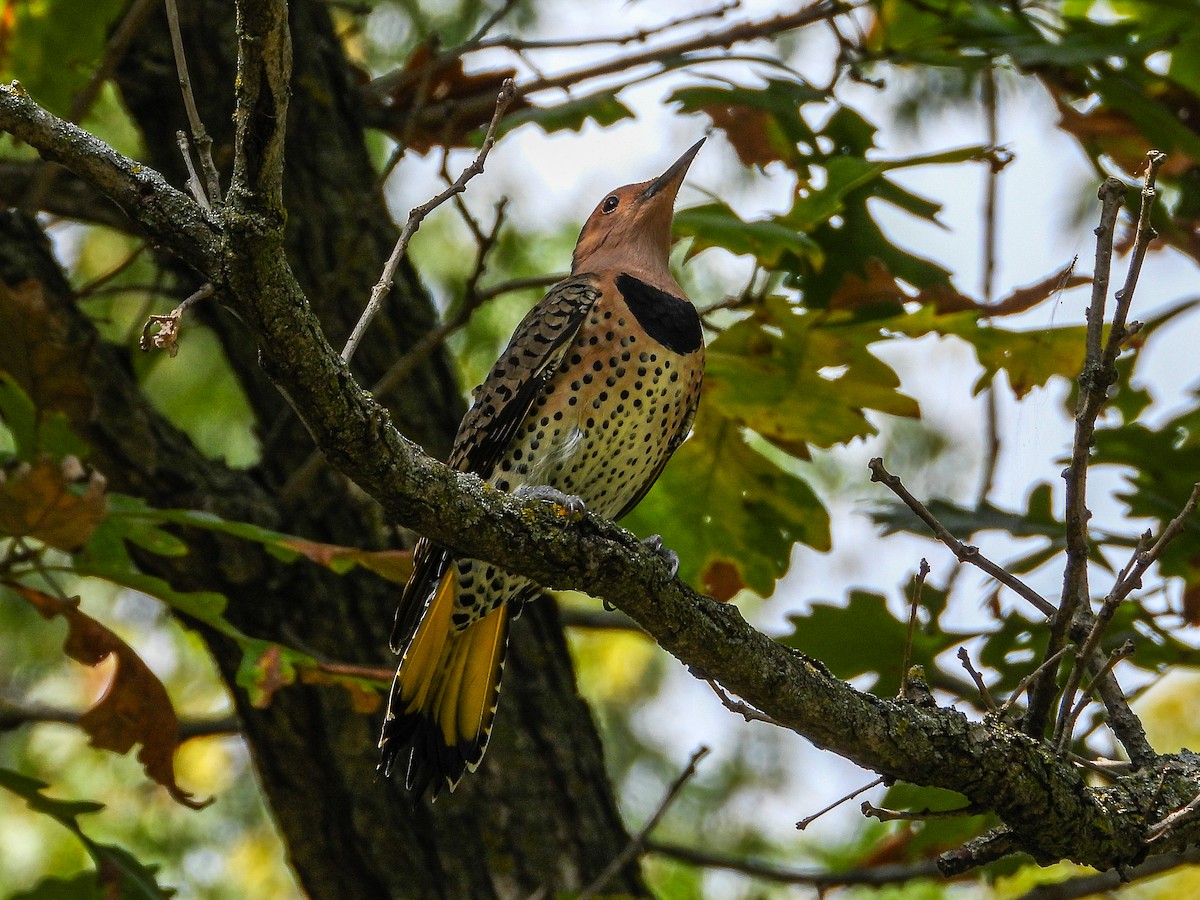 Northern Flicker - ML642933179