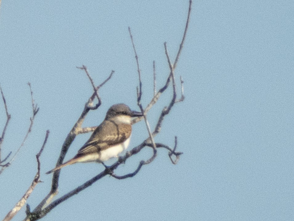 Gray Kingbird - ML642933183