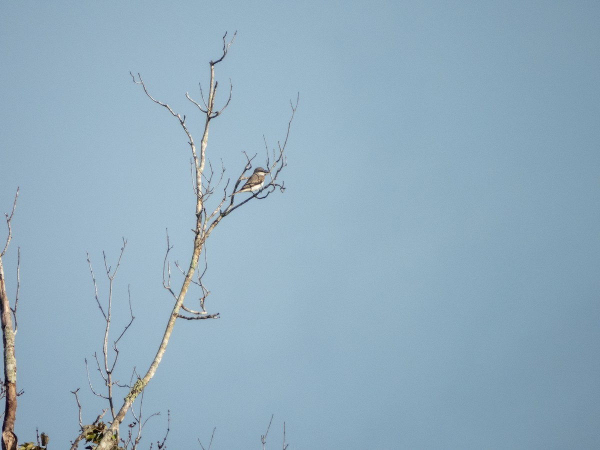 Gray Kingbird - ML642933184