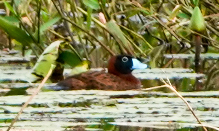 Masked Duck - ML642933189