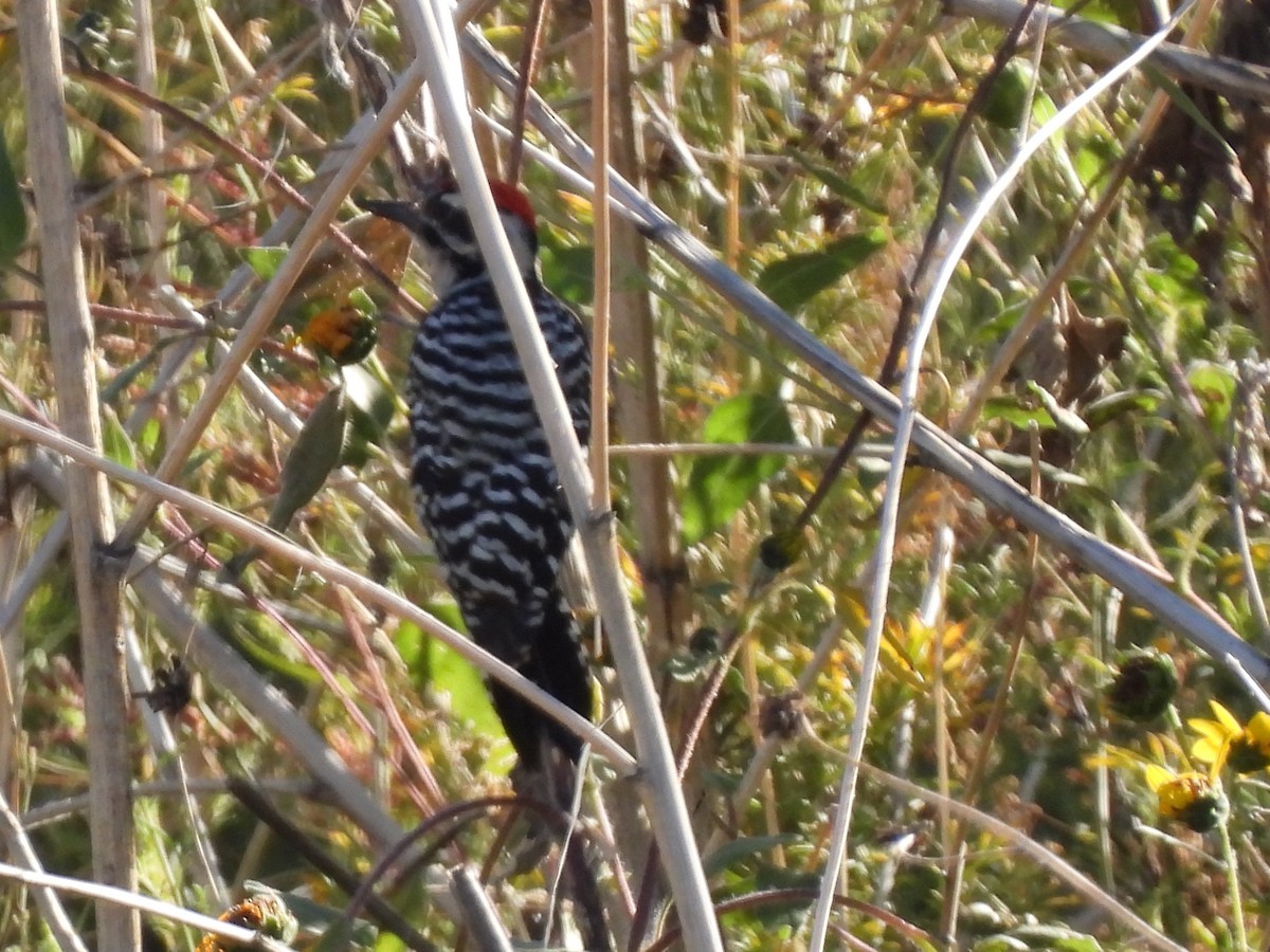 Ladder-backed Woodpecker - ML642933195