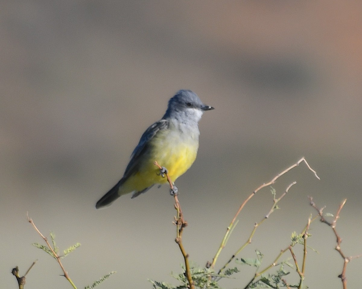 Cassin's Kingbird - ML642933205