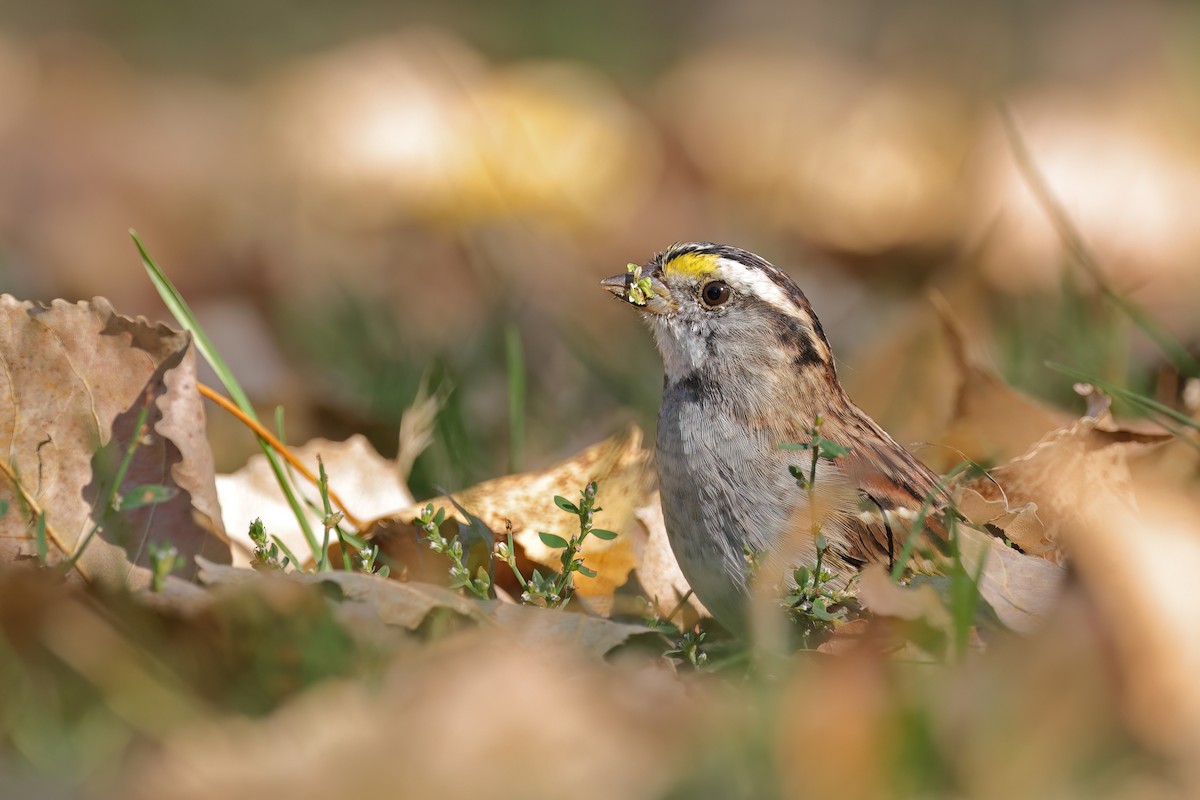White-throated Sparrow - ML642933206