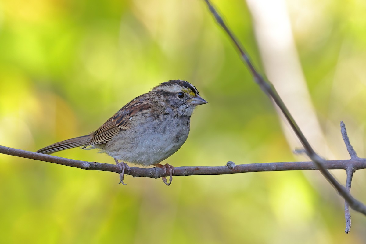 White-throated Sparrow - ML642933208