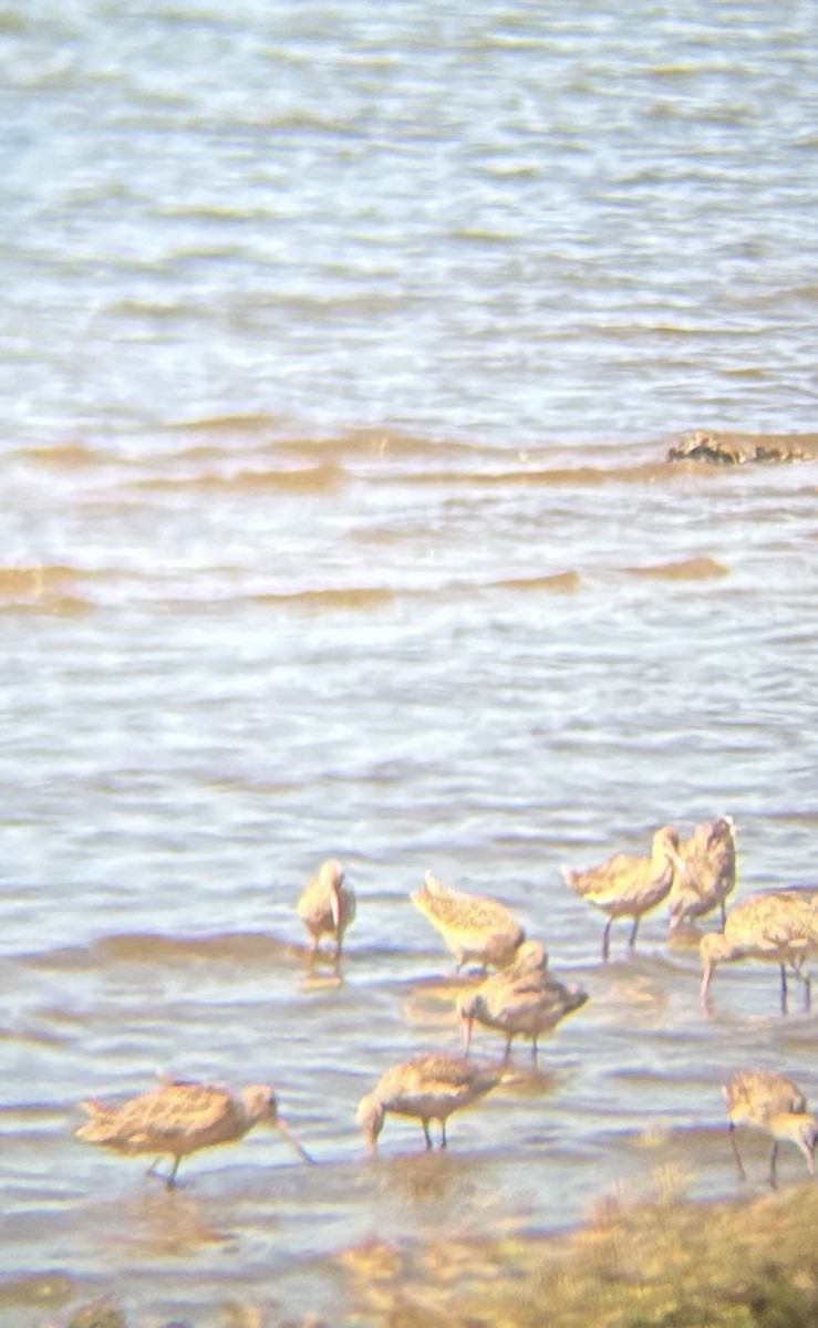 Пятнистый веретенник - ML642933212