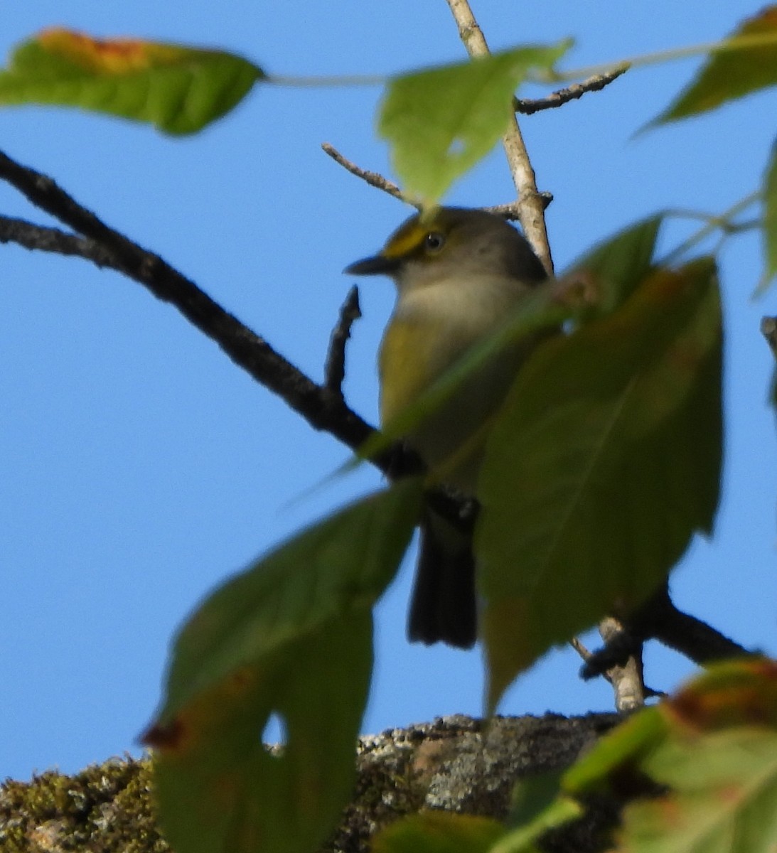 White-eyed Vireo - ML642933251