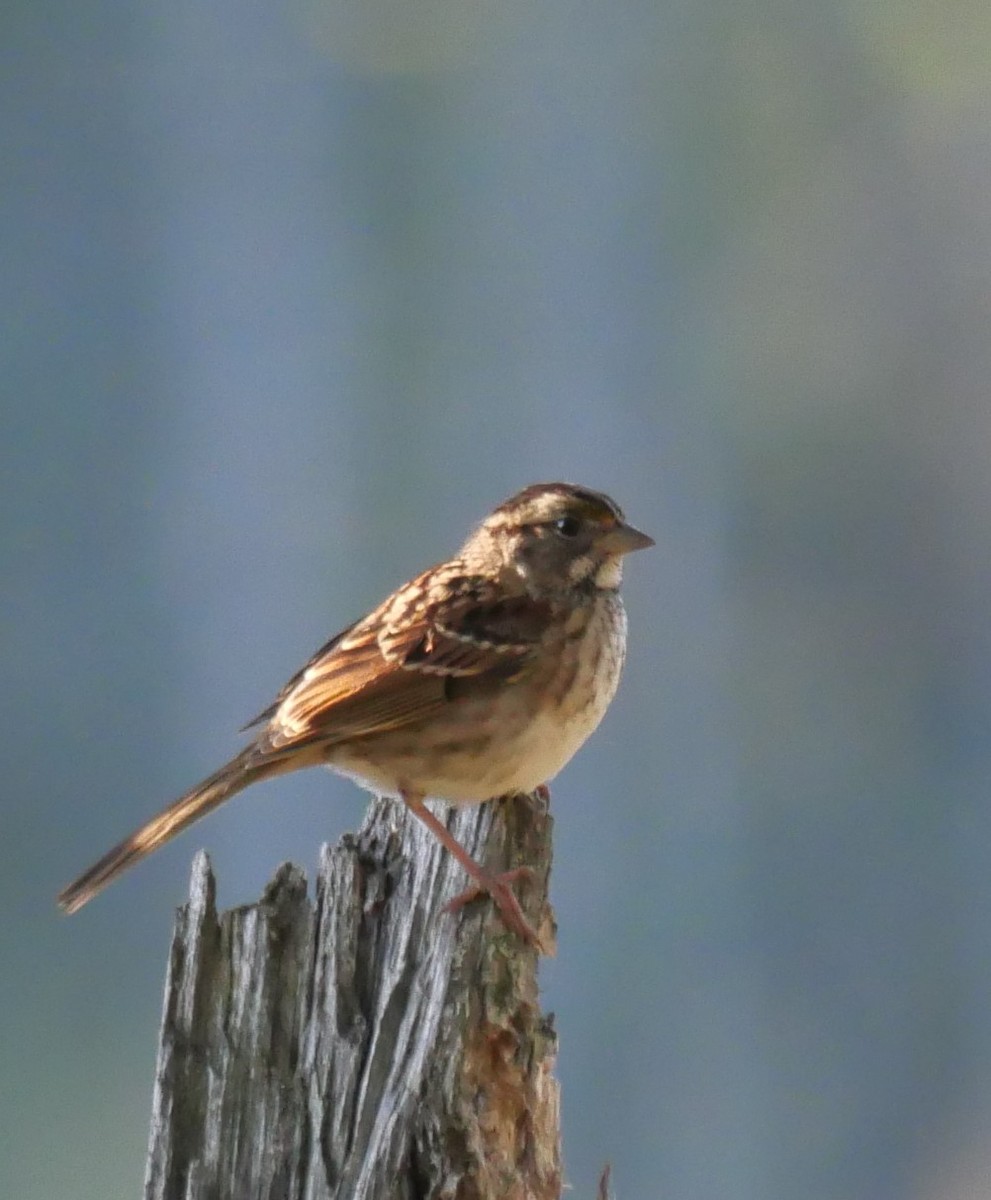 White-throated Sparrow - ML642933267