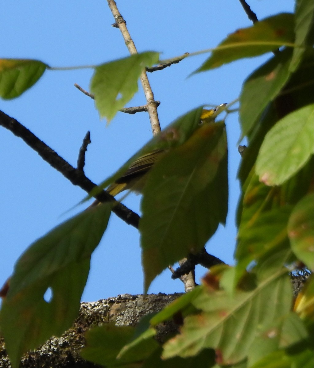 White-eyed Vireo - ML642933269