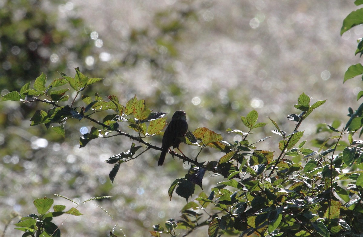White-throated Sparrow - ML642933270