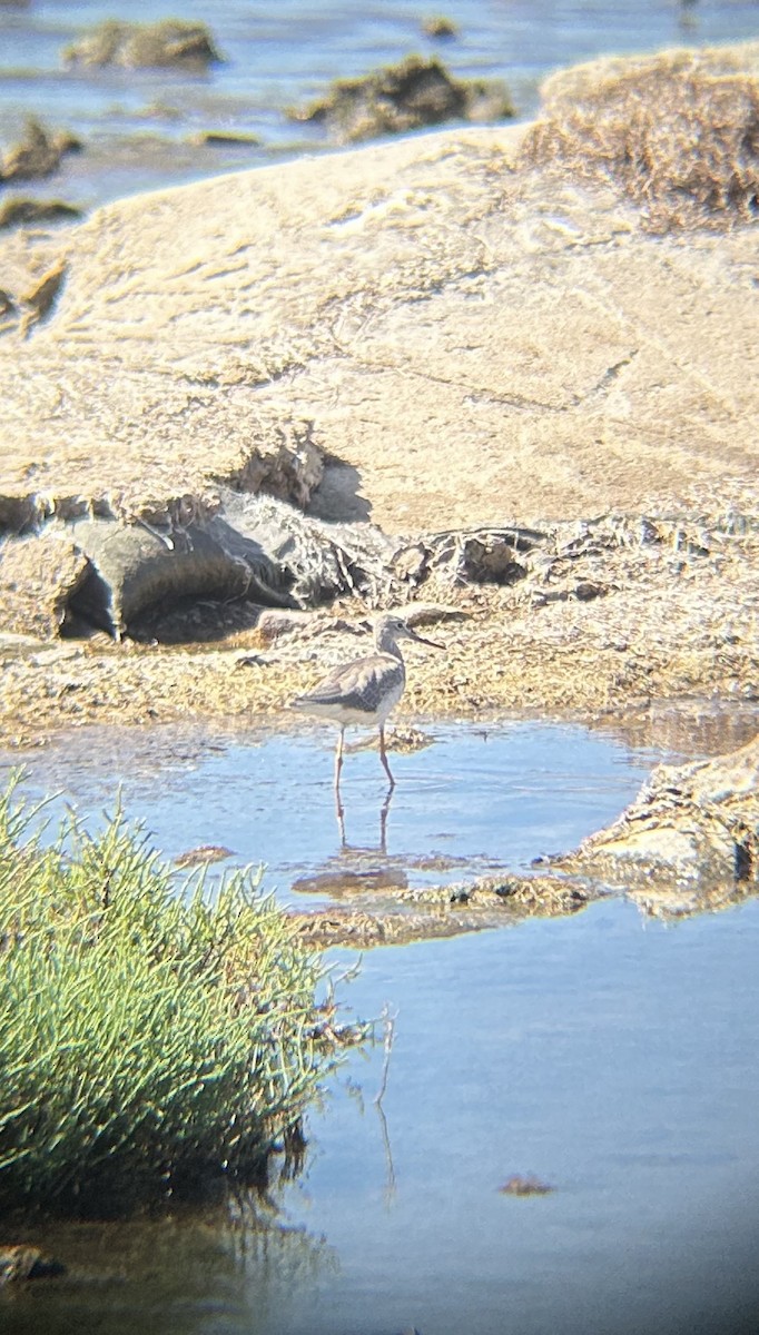 Пёстрый улит - ML642933275