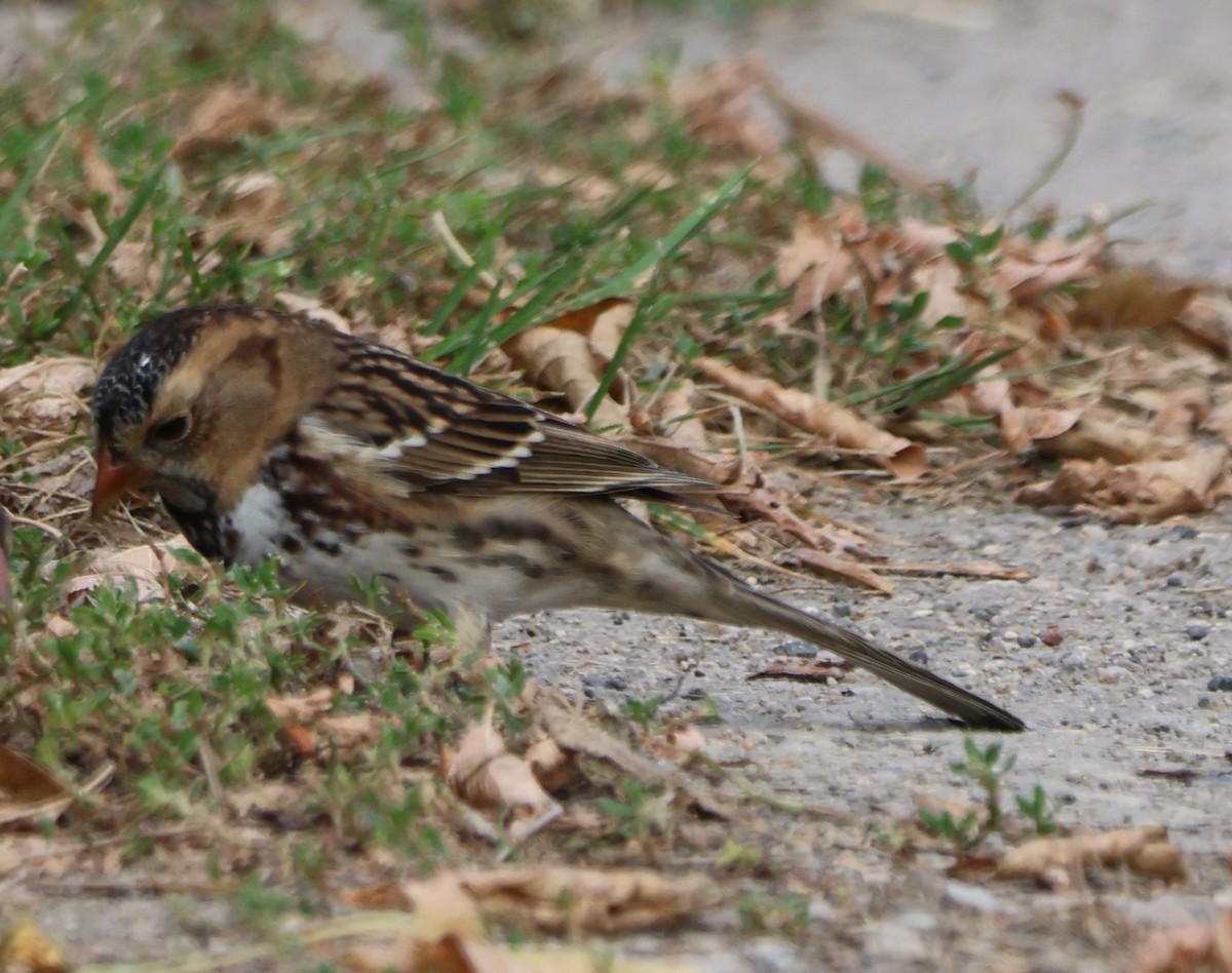 Harris's Sparrow - ML642933281
