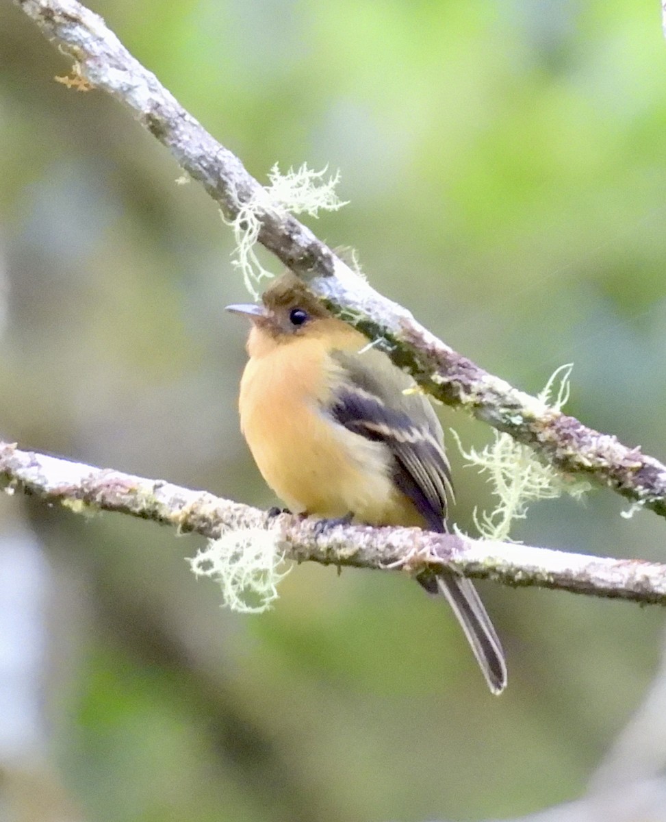 Tufted Flycatcher - ML642933289