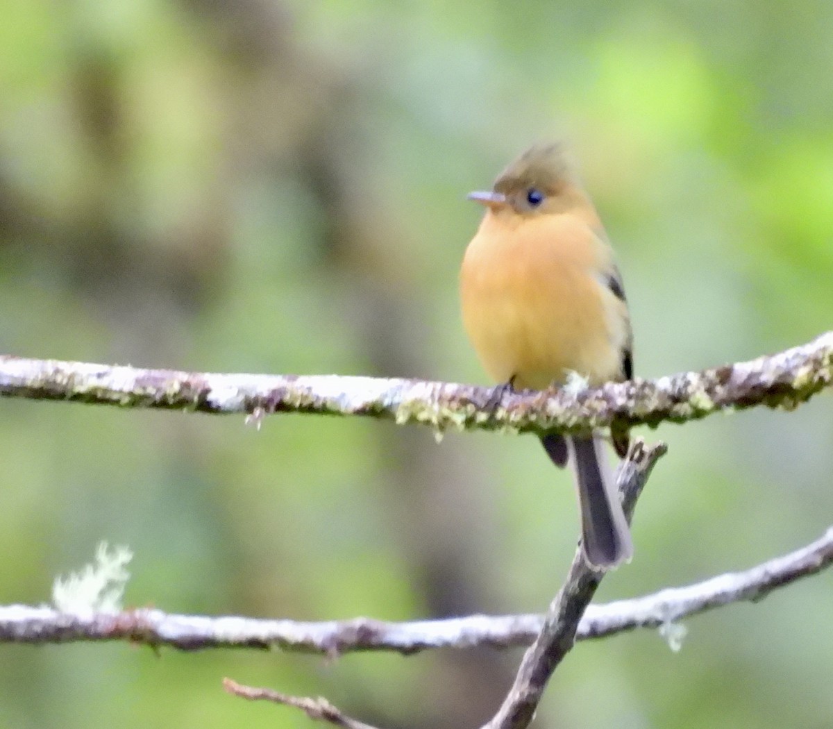 Tufted Flycatcher - ML642933290