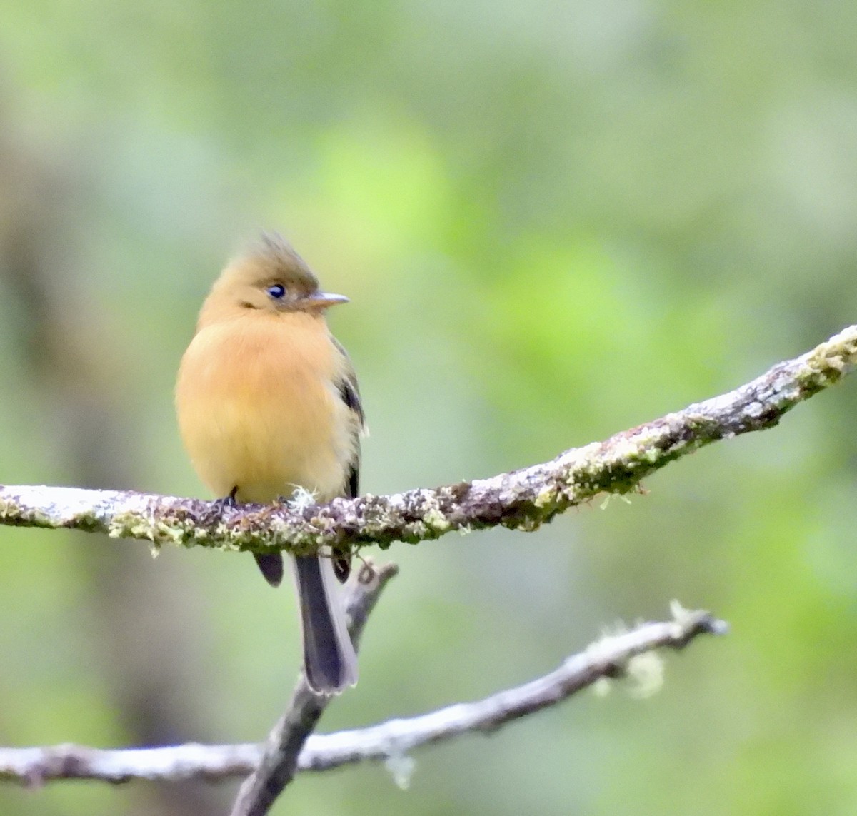 Tufted Flycatcher - ML642933291