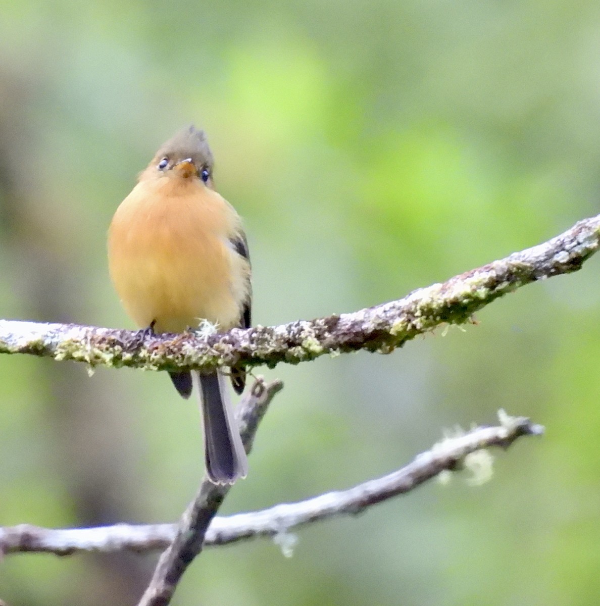 Tufted Flycatcher - ML642933292