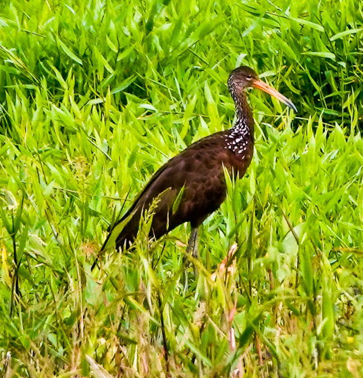 Limpkin - ML642933319