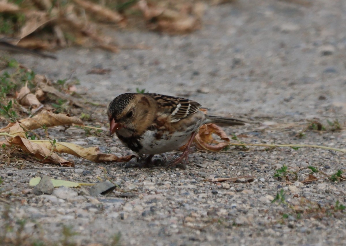 Harris's Sparrow - ML642933321