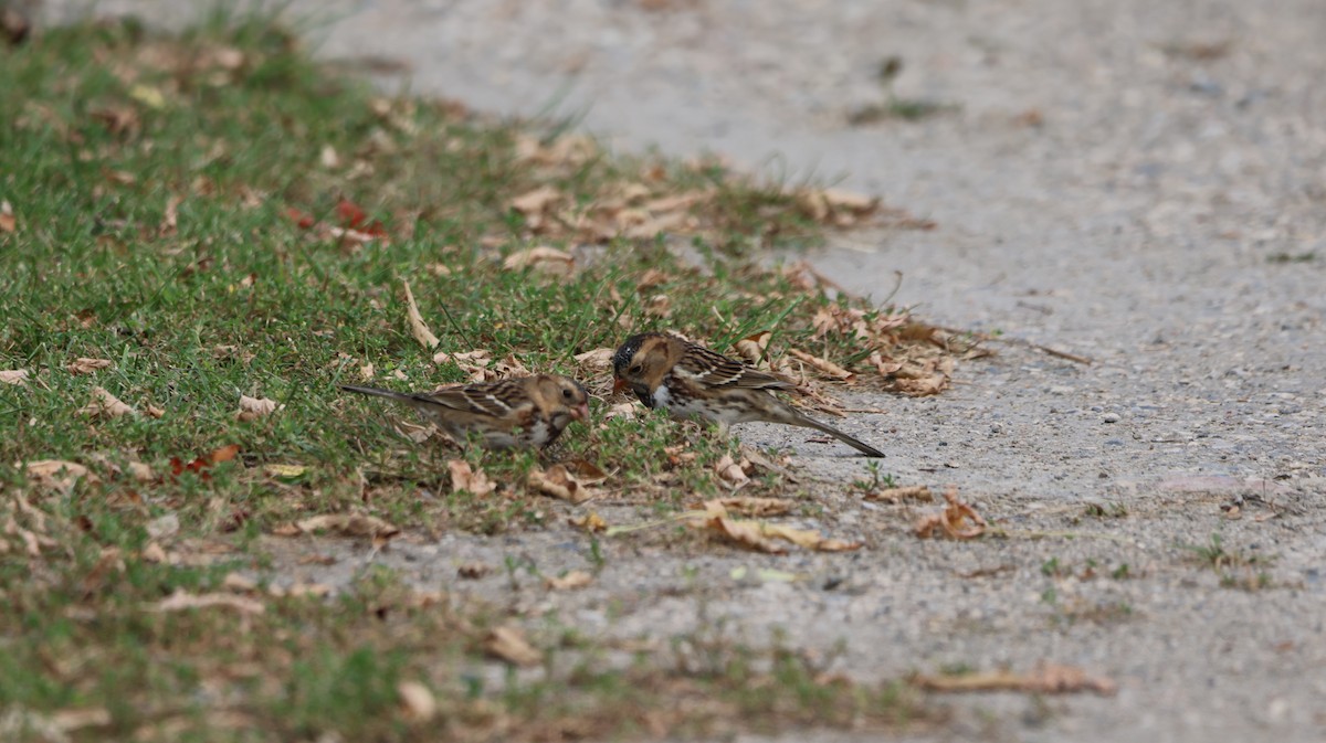 Harris's Sparrow - ML642933344