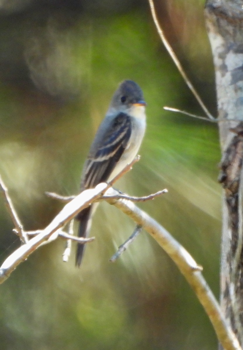Eastern Wood-Pewee - ML642933348