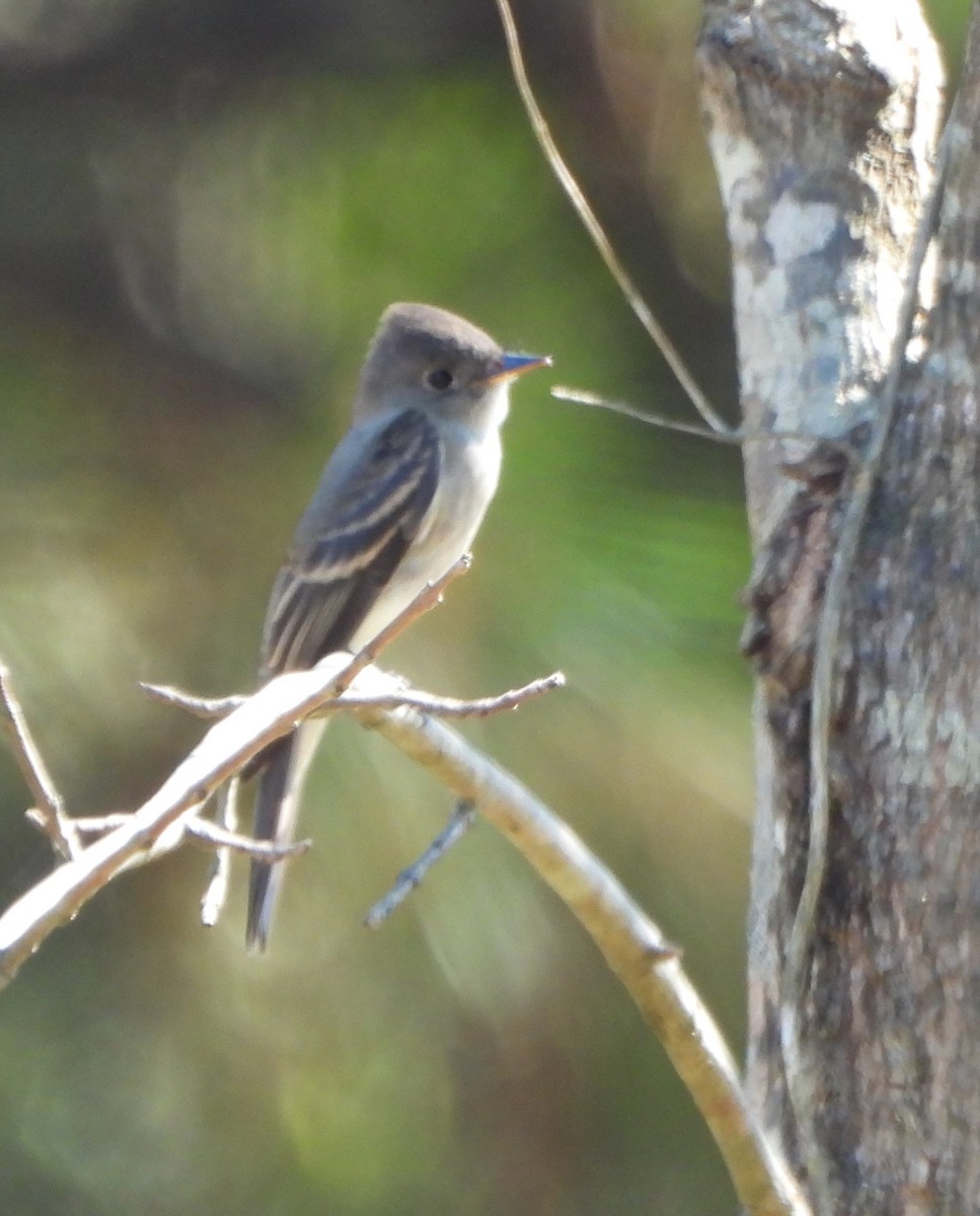 Eastern Wood-Pewee - ML642933349
