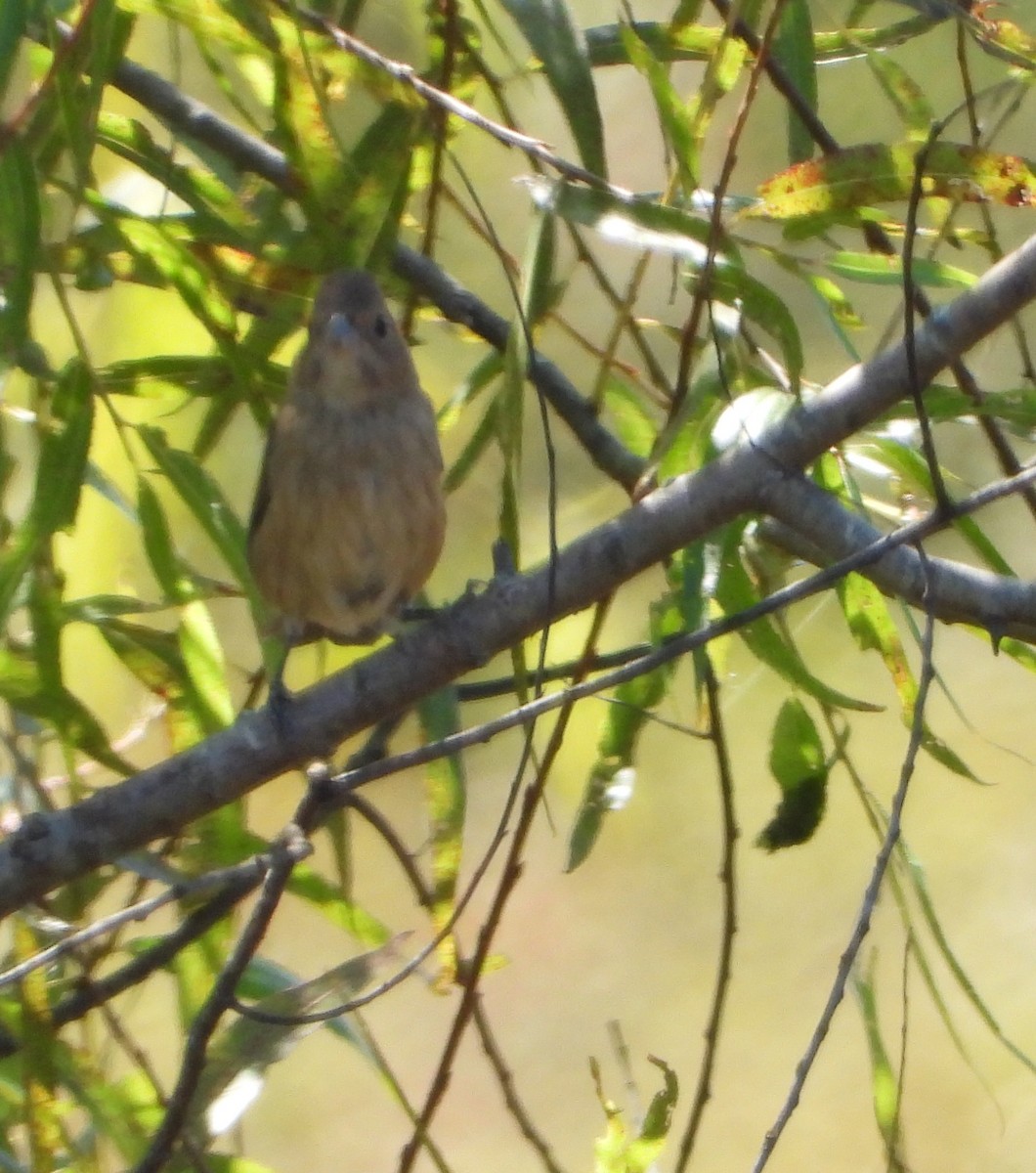 Indigo Bunting - ML642933374