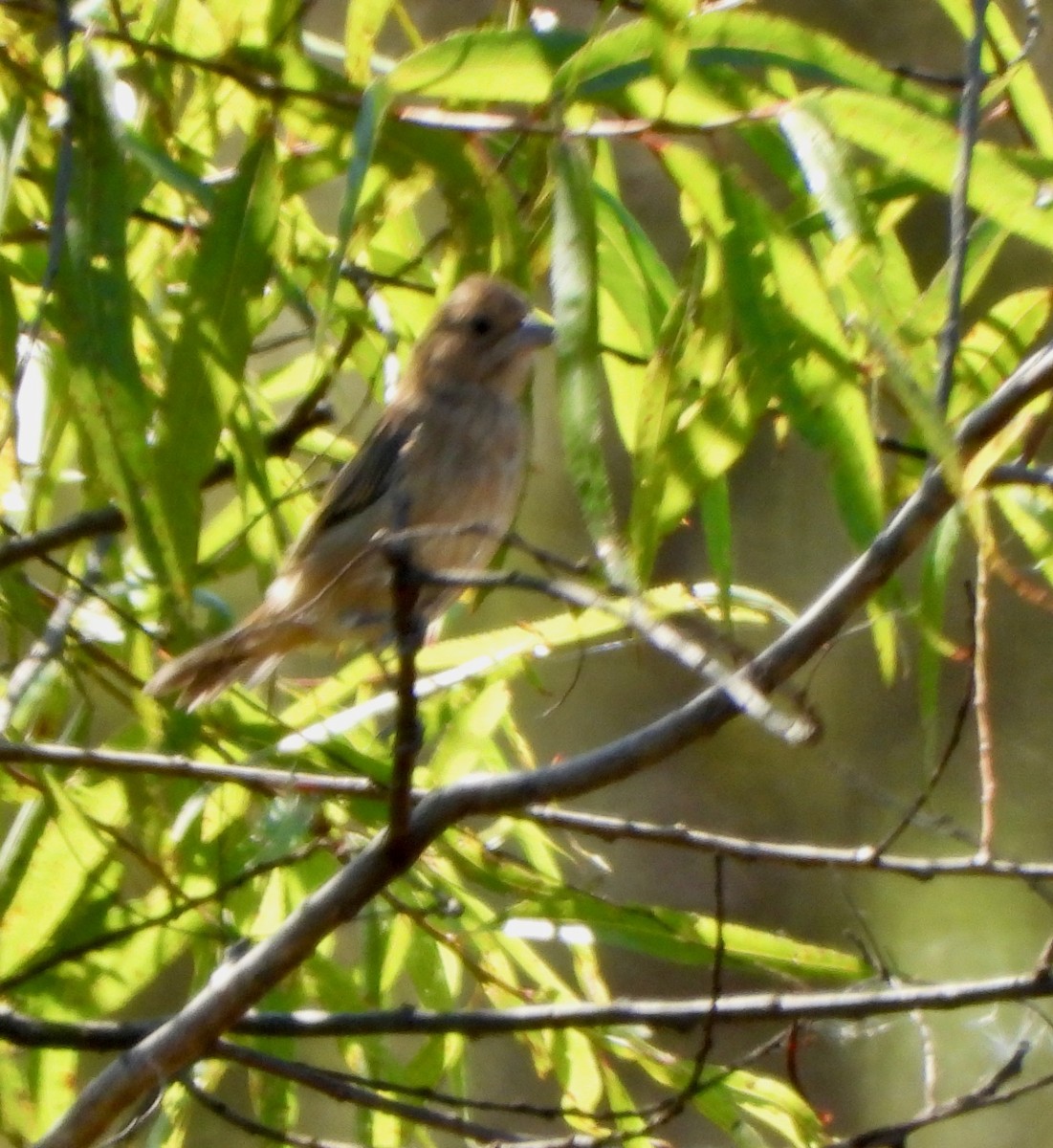 Indigo Bunting - ML642933375