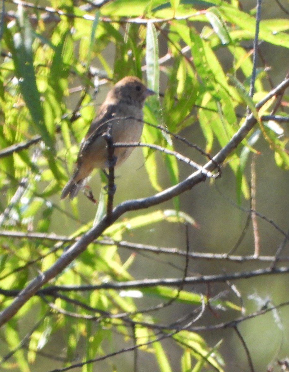 Indigo Bunting - ML642933376