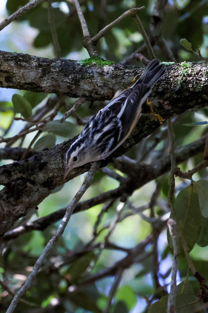 Black-and-white Warbler - ML642933386
