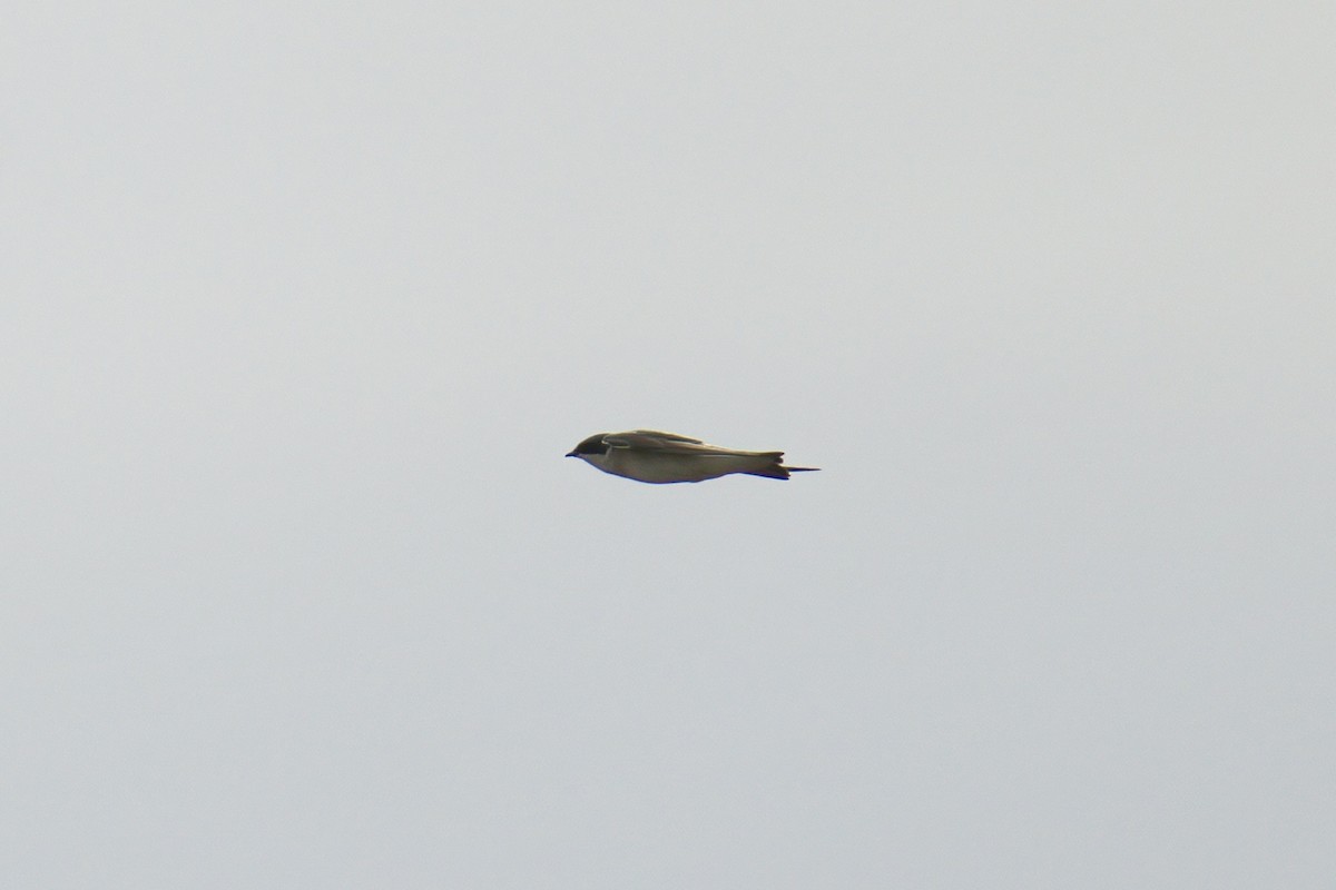 Chilean Swallow - ML642933390