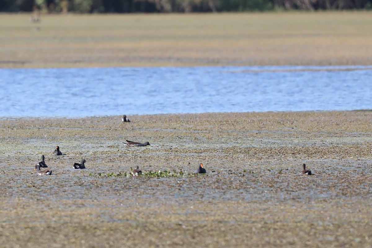 Common Gallinule - ML642933419