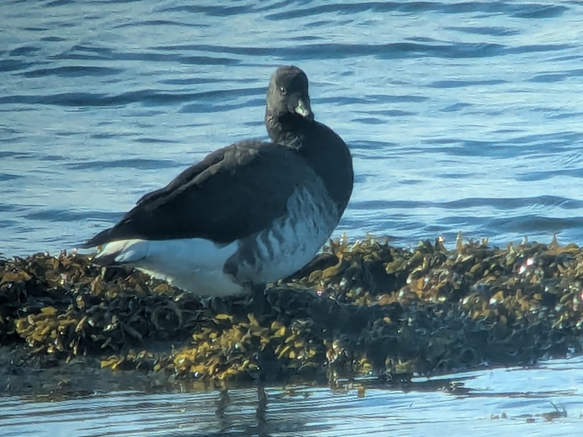 Brant - ML642933446