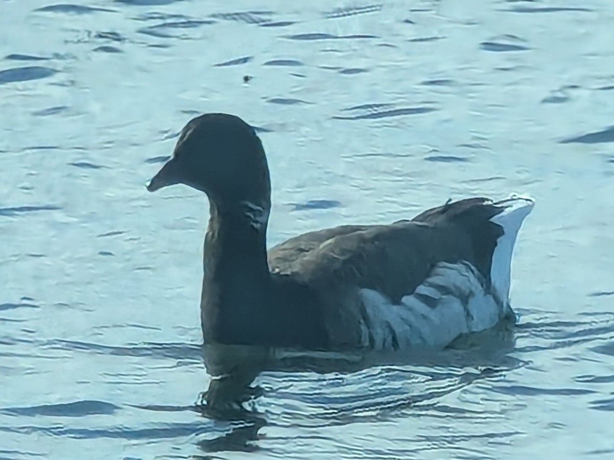 Brant - ML642933447