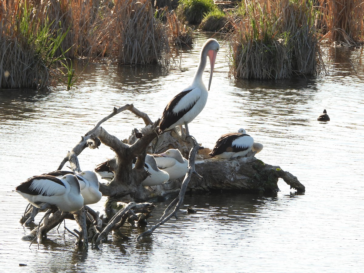 Australian Pelican - ML642933450