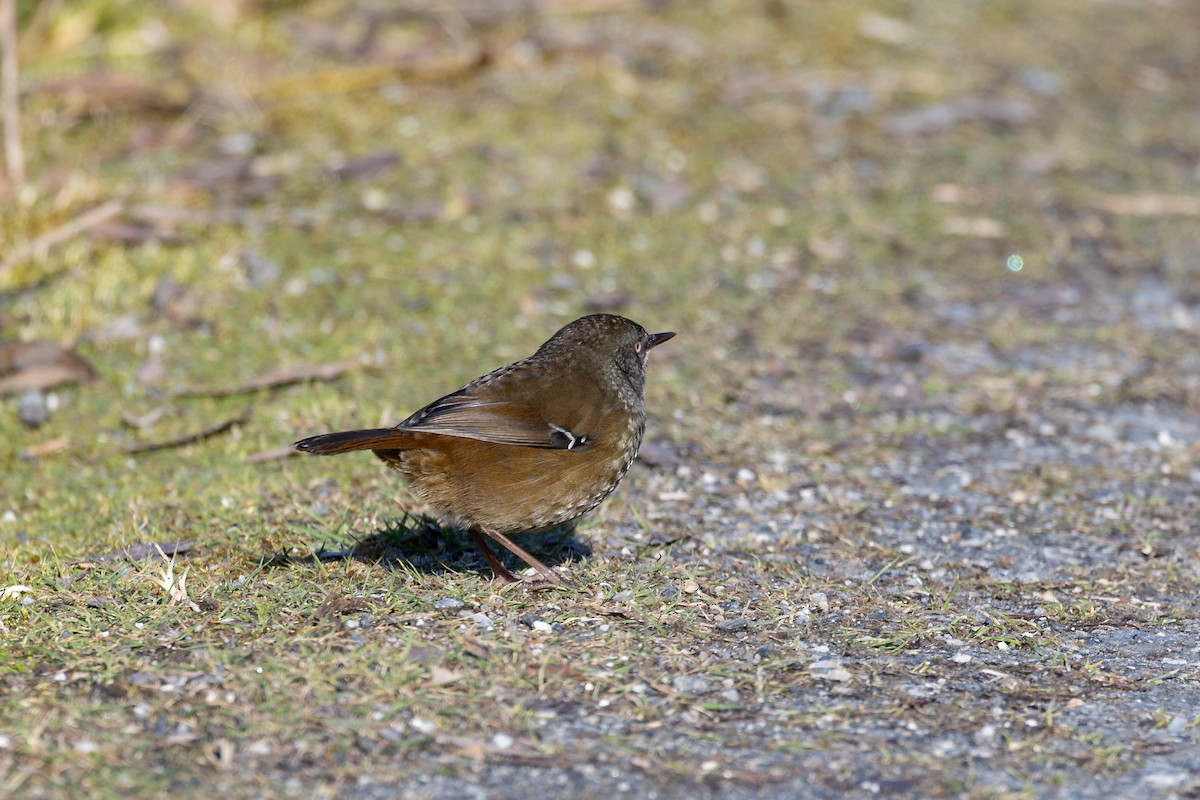 Tasmanian Scrubwren - ML642933455