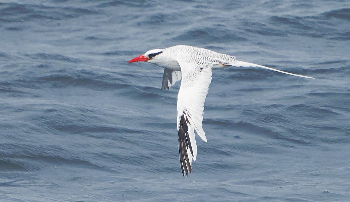 Red-billed Tropicbird - ML642933457